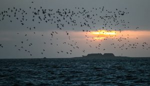 10888546_801491326556780_5932333874209033601_n