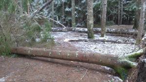 10909321_10153670888993868_664554294_o