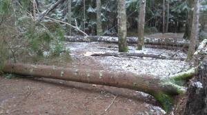 10927651_10153670888278868_1569402474_o