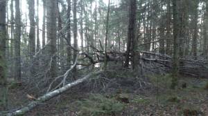 10935915_10153693064538868_531049833_o