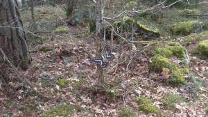 11105838_10153912838328868_1170874409_o