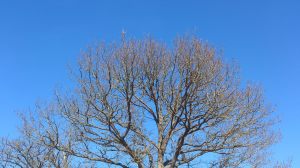 11129670_10153936929758868_1031461624_o